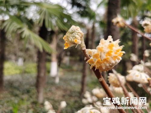 玉渊潭|宝鸡炎帝园：初春时节 踏春赏花正当时