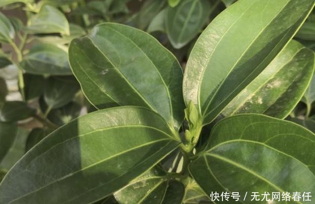 金钱树|2种“旺财树”,养在家里“镇宅”,比兰花都好,还能净化空气!