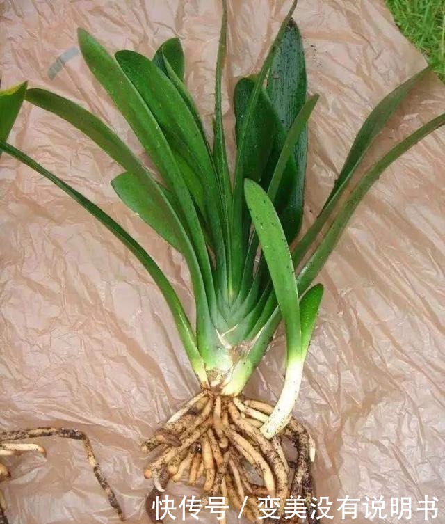 君子兰缺肥有什么症状一年四季怎样给君子兰施肥！