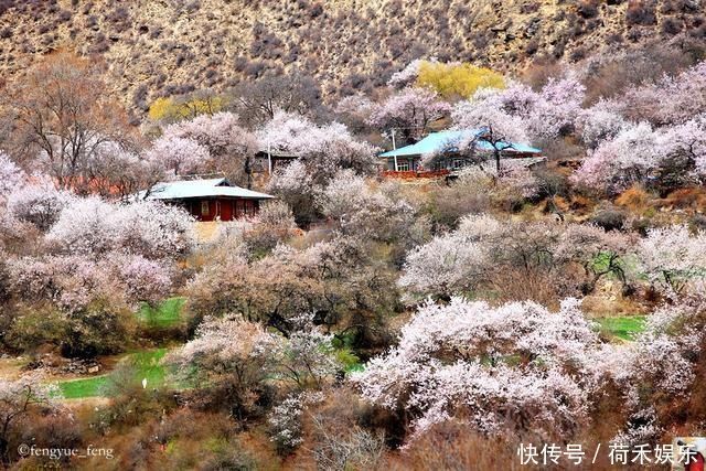 波密桃花开当桃花与雪山相遇，便成为云上仙境