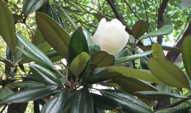 橡皮树还要买肥料?半年埋点“小豆子”,蹭蹭长新叶,又大又亮!