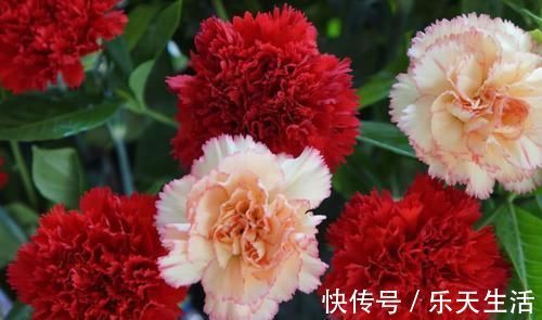 花卉|什么淘米水、黄豆水都不如1勺小粉末,一月给花用一次,花量翻倍