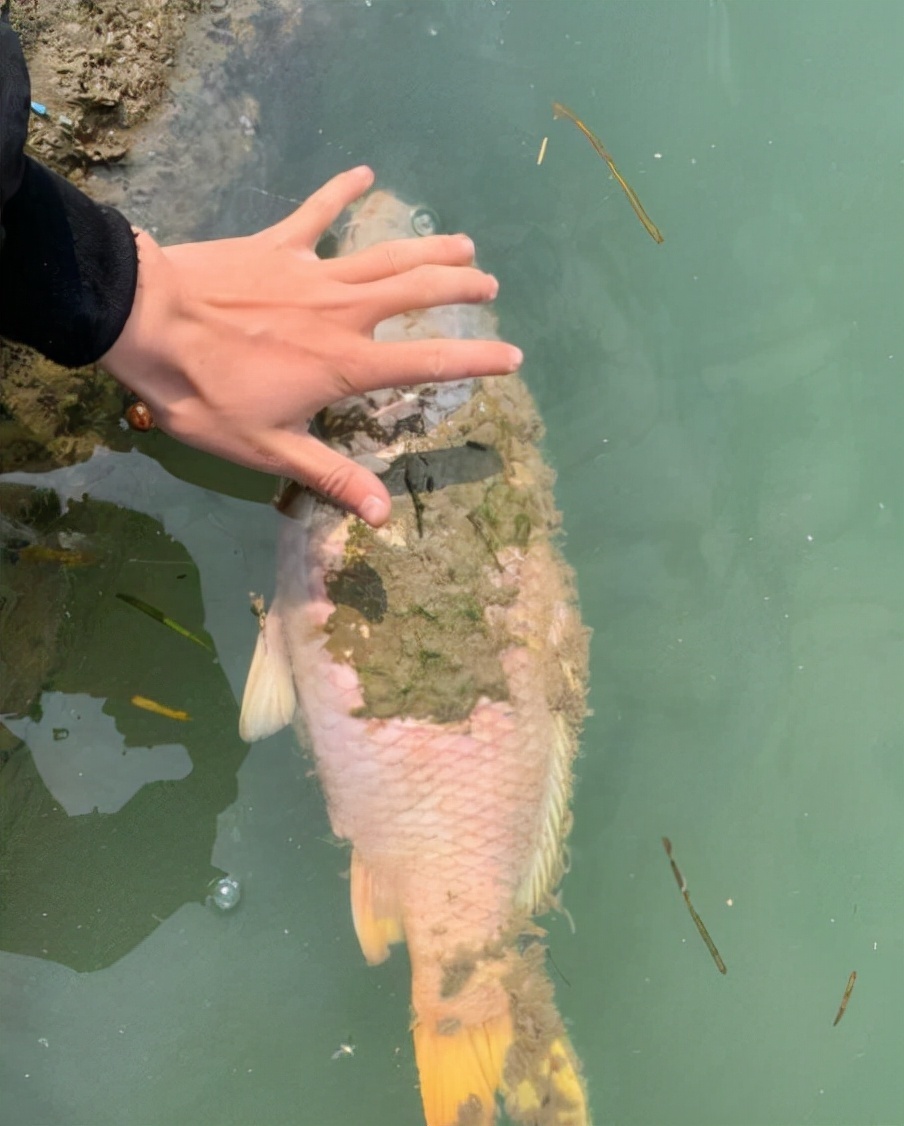 鱼肉|这5种鱼平时要少吃，或含有甲醛和重金属，看下有你常吃的吗