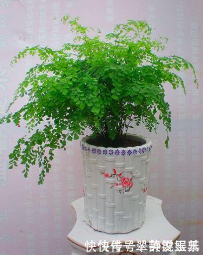 龟背竹|能让人长寿的盆栽,真是不可思议,最后一种人人都喜欢