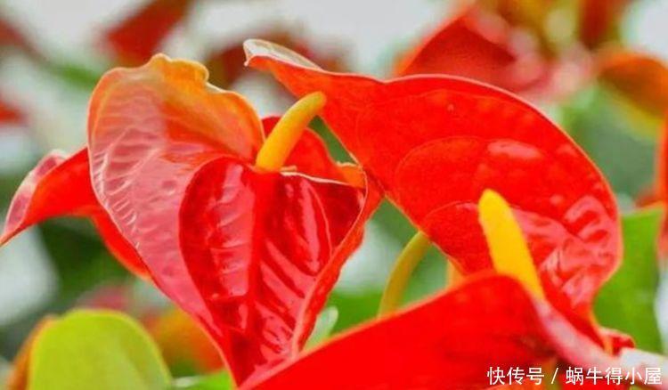 4种花好养易活,开花又大又艳,颜值超高的