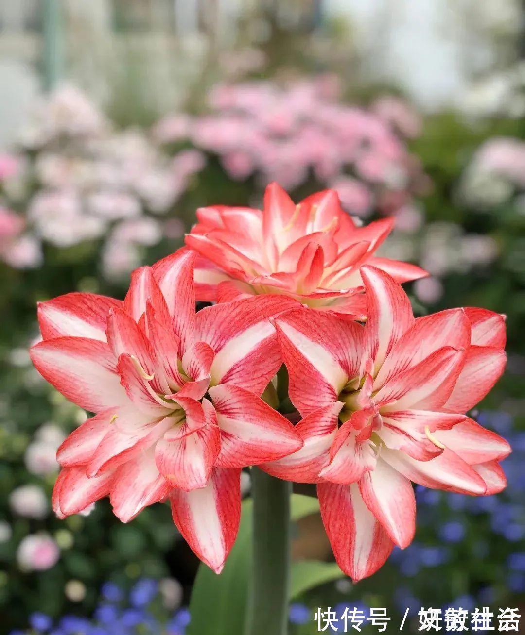 家里养盆朱顶红,开花个个比脸大,牛年养它“注定红”!