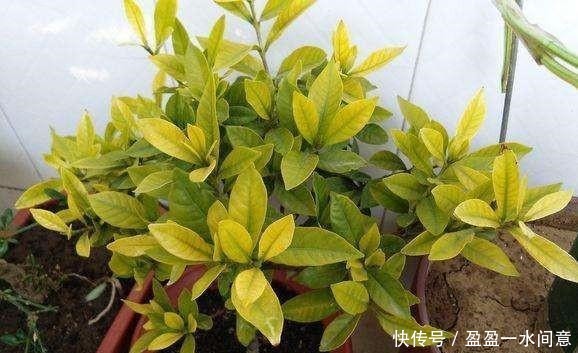 多菌灵、硫酸亚铁、磷酸二氢钾,光听不会用3分钟就教你学会!