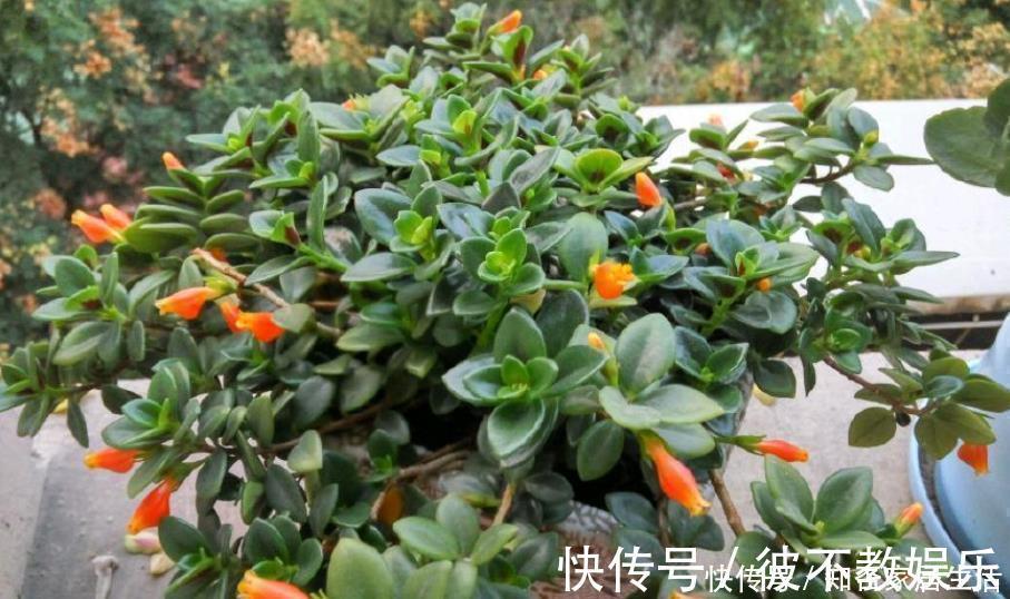 养护|最耐阴的盆栽植物,花叶俱美,花开不断,养护简单,室内也能养