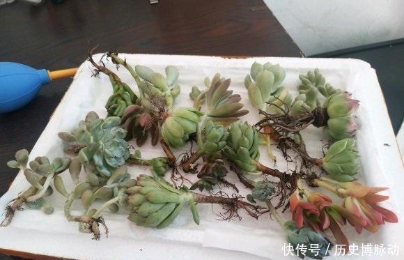 养多肉,杀菌不可少,利用好杀菌剂,养多肉不烂根,没有虫害