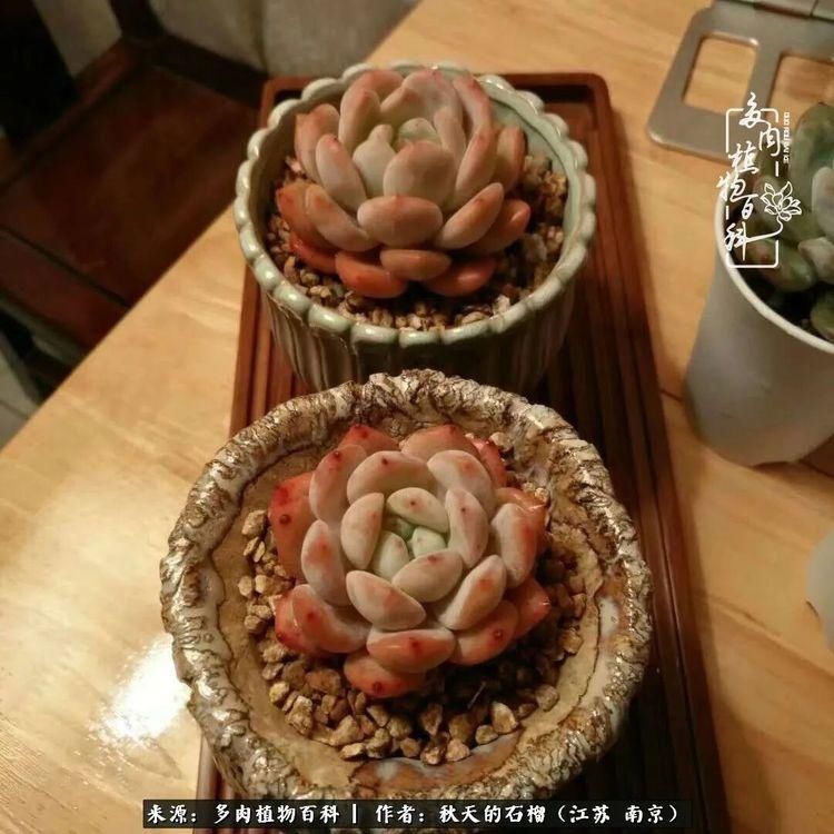 渡劫归来的肉肉,谁是谁的前世,谁又成了谁的今生