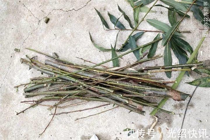 根系|它是天然“生根剂”，给花浇一点，根系壮猛发芽！