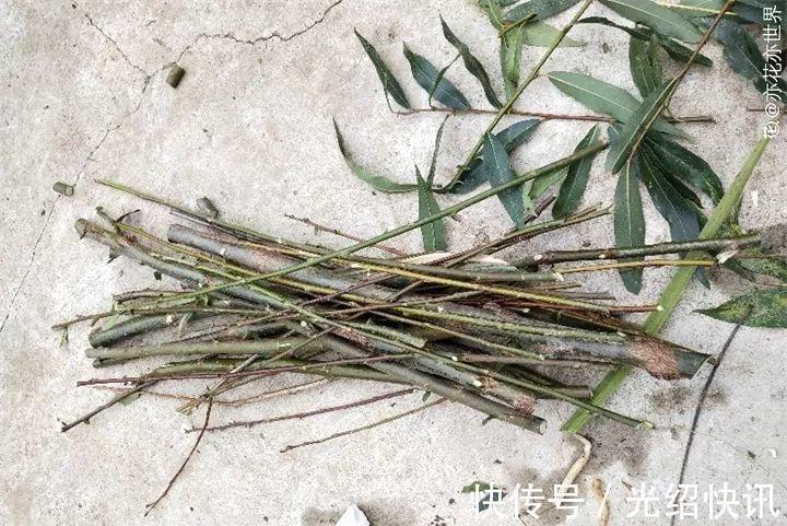 根系|它是天然“生根剂”,给花浇一点,根系壮猛发芽!