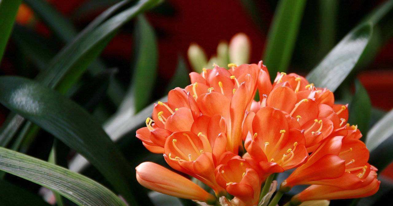 几种叶子怕水的植物,喷水就养不活,不信试试