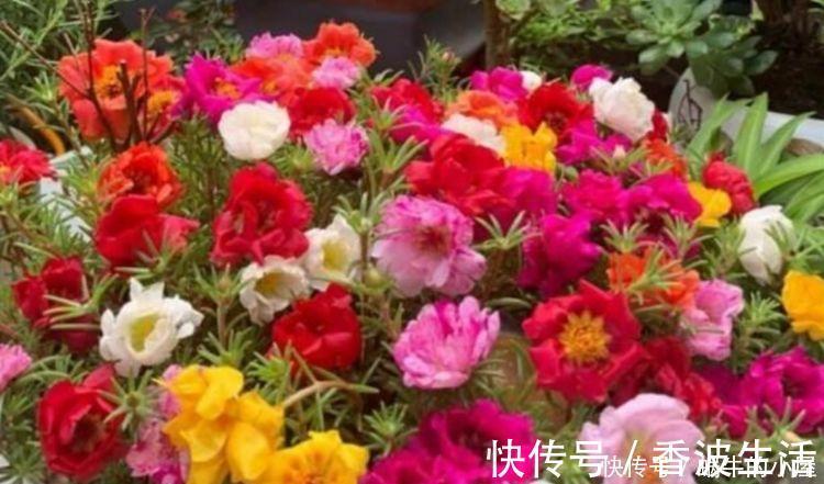 5种花自带财运,一年四季开花不断,花姿优雅,花开直接爆满盆