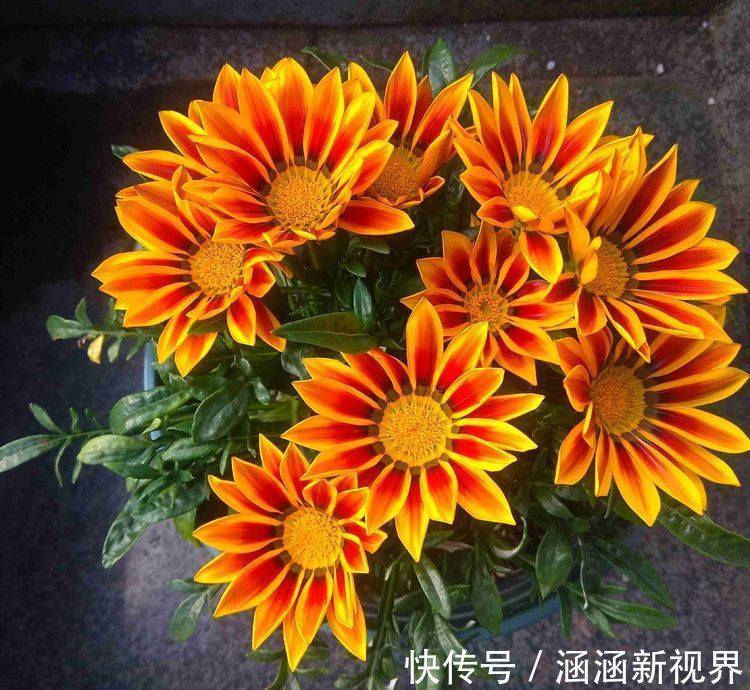 野性|喜欢菊花，不如养盆“菊中精品”硫华菊，花开野性美，爆成菊花海