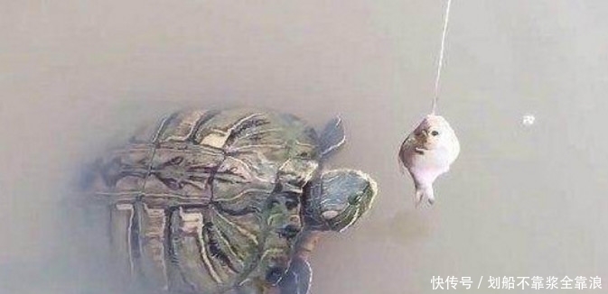 大乌龟|小伙子水塘钓乌龟,本以为很简单的事,不料下一幕却让他手脚发软