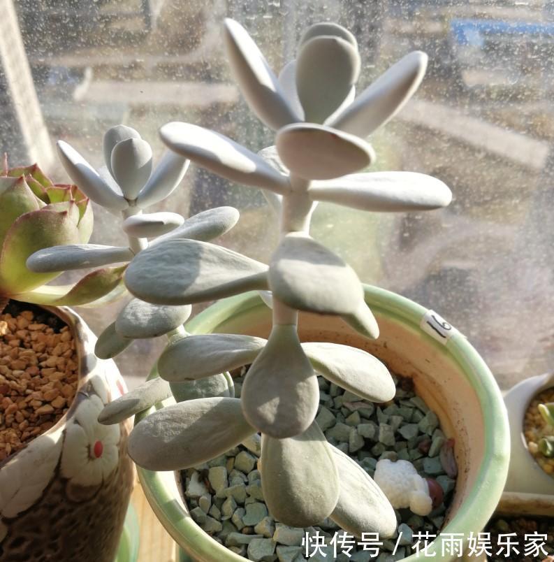 多肉徒长咋办砍砍头，撸个叶，一盆又能变多盆！