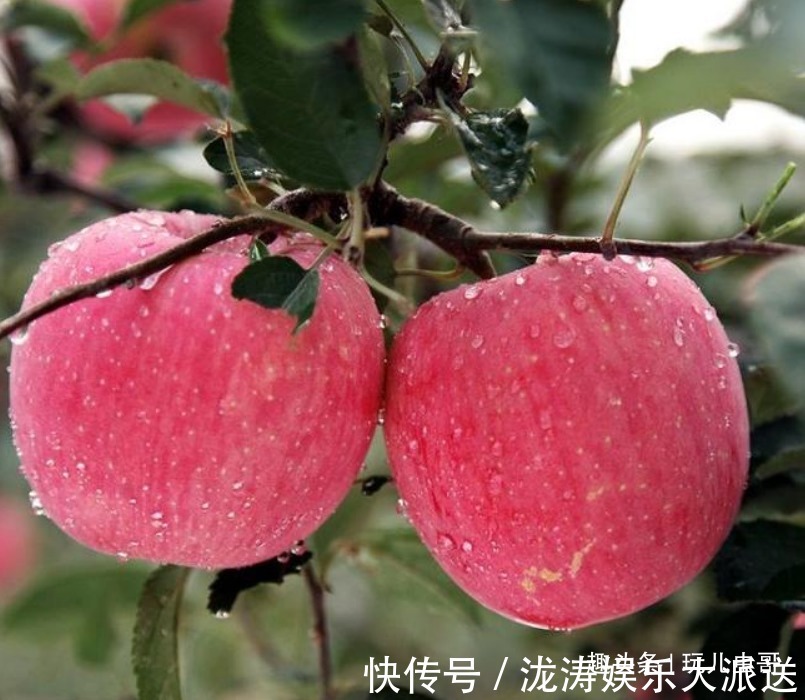 美容|苹果美容肌肤,好吃又营养,掌握三点,收获更优质美味的苹果来!