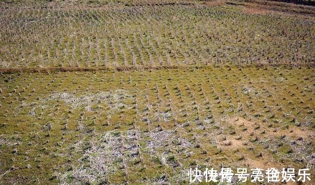 原材料$68岁大爷做1门手艺10年,村民年年免费送原材料,看他咋处理