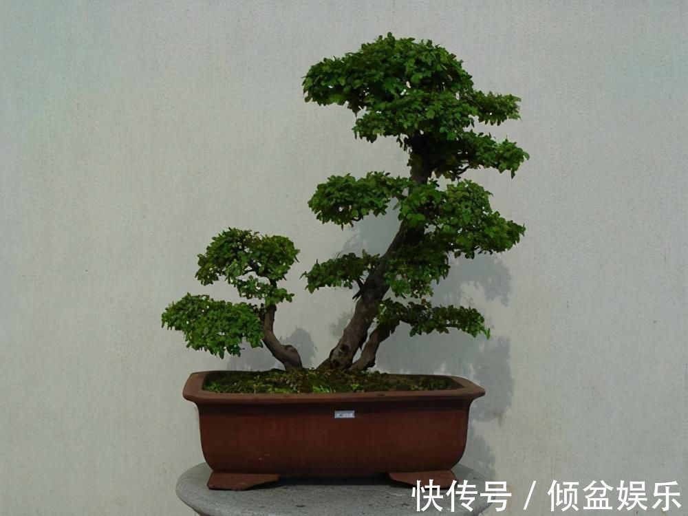 观赏性|4种农村常见的树墩子，修剪一番变成高价值盆景，观赏性极高