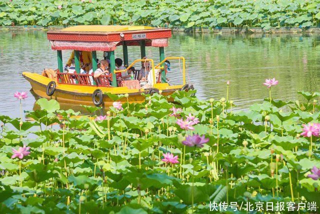 湖光塔影|放晴！北京盛夏美景上线