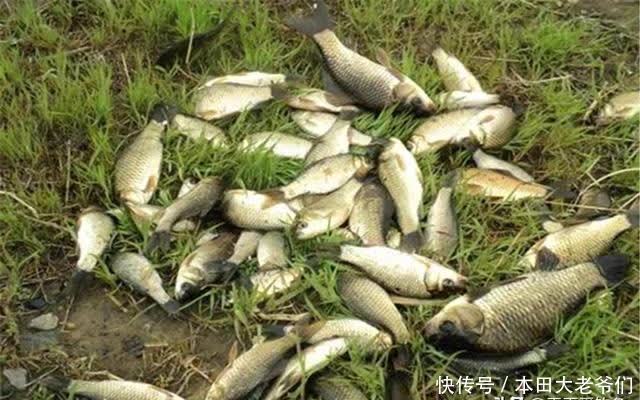 惊蛰到清明,这几种天气鲫鱼最好钓,随便钓,大鲫鱼也能连竿上