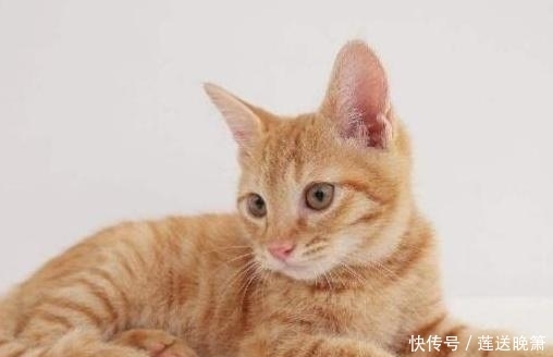猫的肉球 猫的肉球