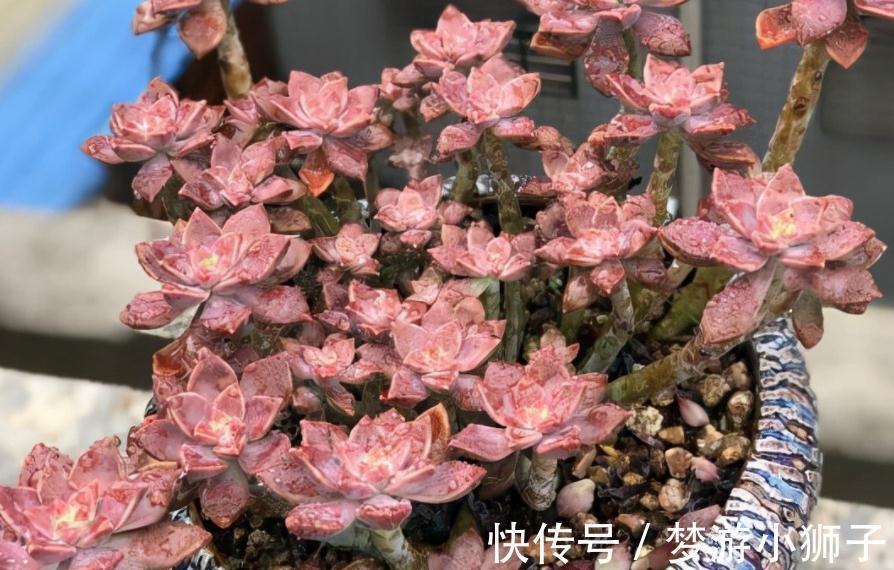 天气忽冷忽热,该怎么养殖多肉?露天还是室内盆栽好?