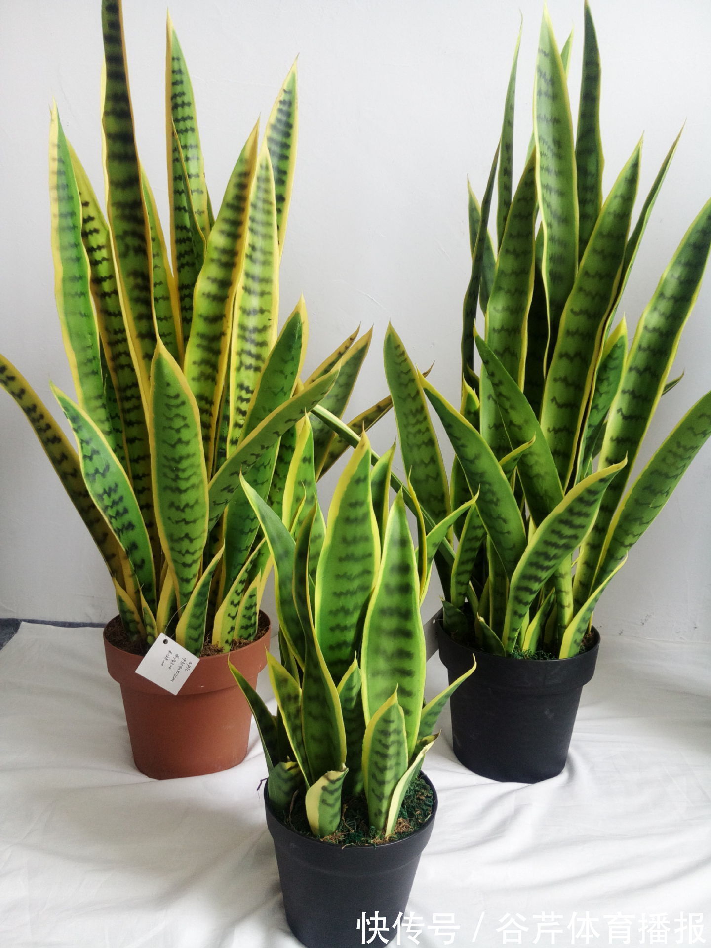 5种漂亮的花，适合养在家里，好养又吉祥，光照少一些也能长得好