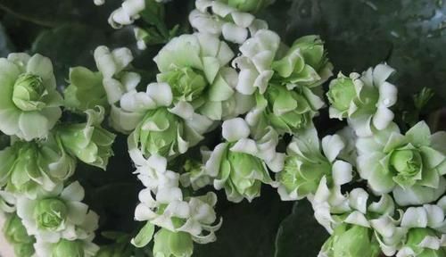 最罕见的花卉,花色新奇,好养易活,是一款爆盆神器,值得拥有