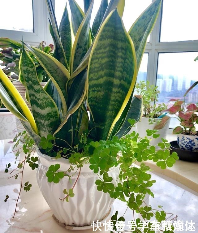 铁线蕨|12种耐阴花,适合养在卫生间里,光不好也能呼呼长!