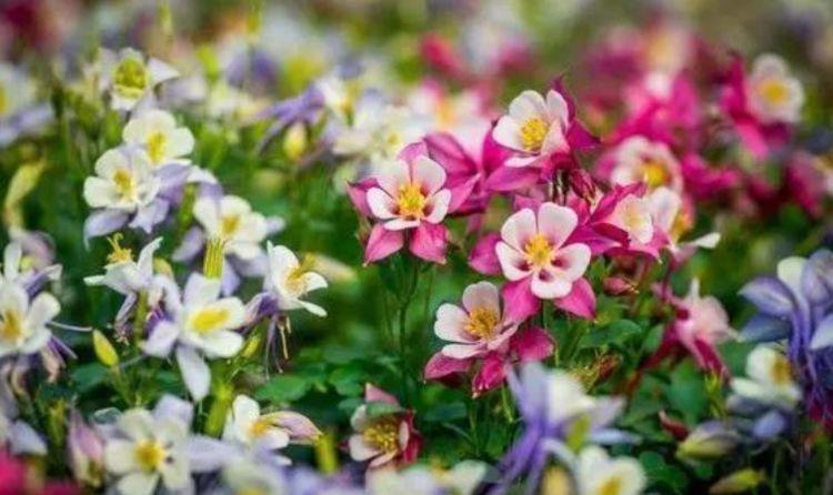 寓意超好的旺运花,吉祥又喜庆,年年开花美翻