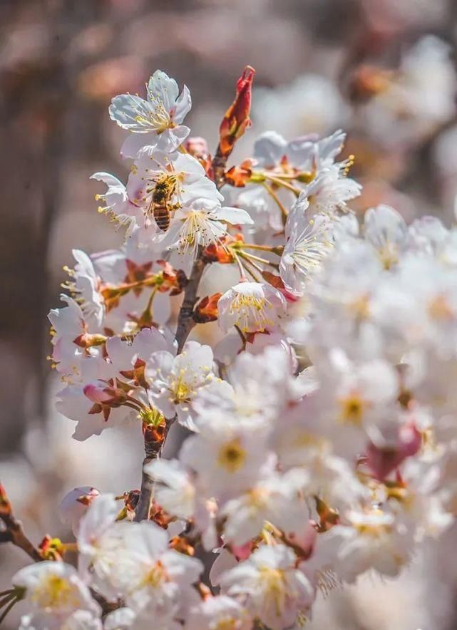 是去花海里畅游，还是去寻味历史，这个地方你说了算