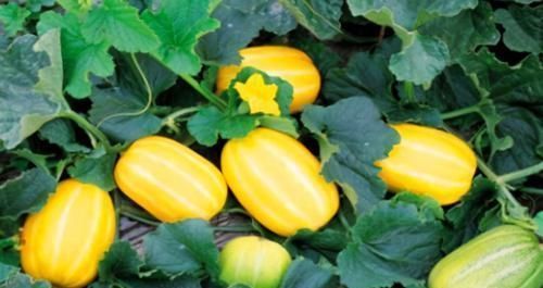 中年|养肝就是保命，3种食物，农村不起眼，城里人没吃过，能养肝护肝