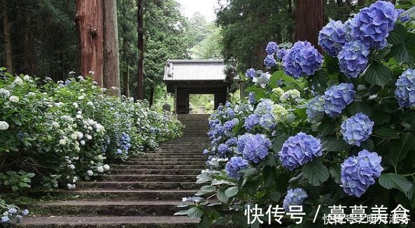 下雨天|下雨天，这3种花别着急搬回家，喝点“雨水”长得快，越淋越壮实