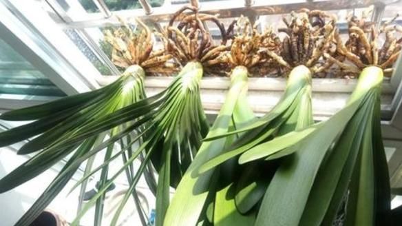 养花怎么换盆不出问题？记住这些“干货”，盆栽长得好