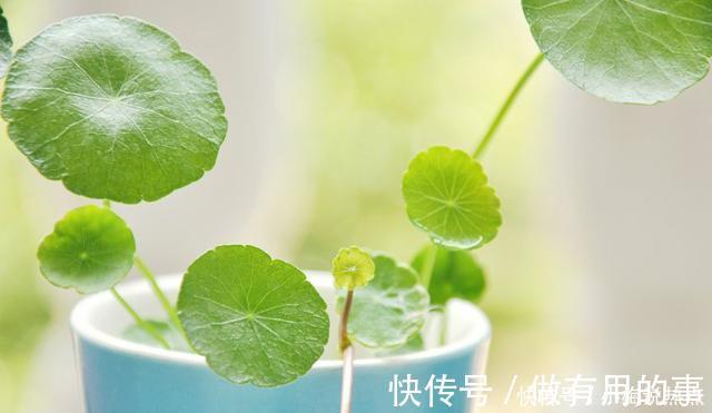 金钱树|4种“招财花”,家里各养1盆,旺运又招财,日子越过越好