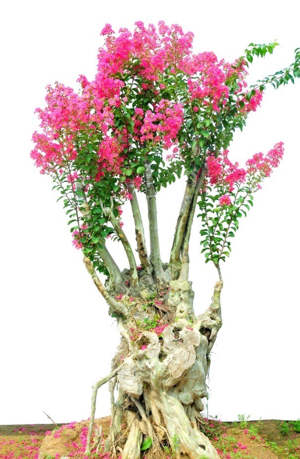 紫薇树|路边的紫薇花,种盆里变老桩盆景,价值太珍贵!