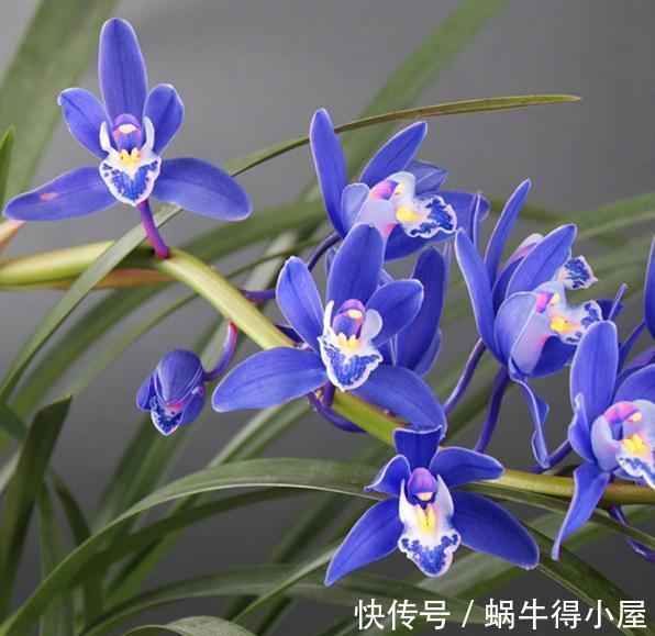 焕发|兰花难发新芽,注意“三害一控”,焕发根系活力,荷瓣逾百兰香浓