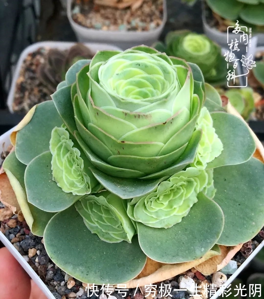 山地玫瑰的那些事儿关于养护过程中遇到的灵魂18问