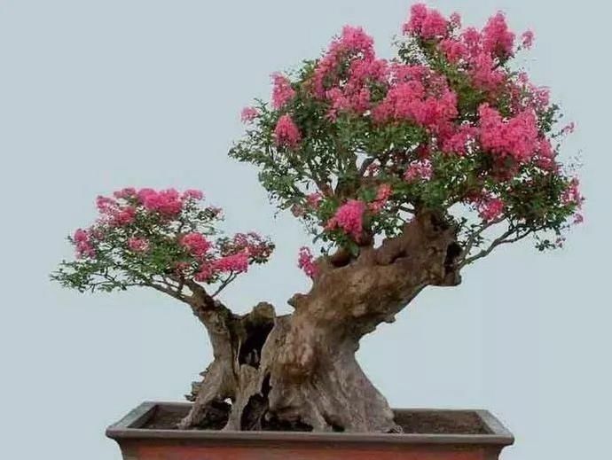 盆景制作技法夏天来到,盆景脱衣换锦,有6种好处