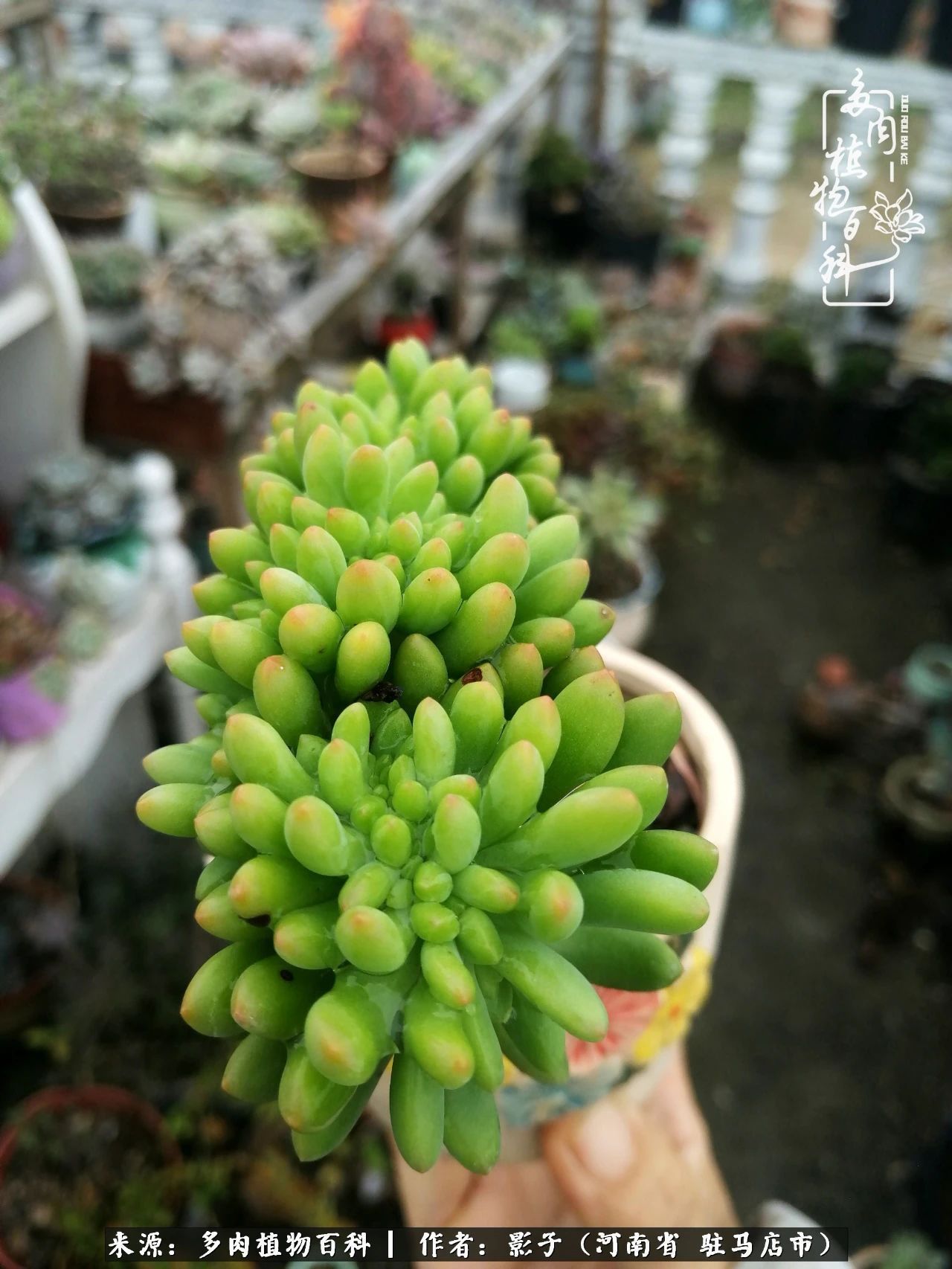阳台上|被风雨洗礼的多肉越来越漂亮了,忍不住又往坑里跳!