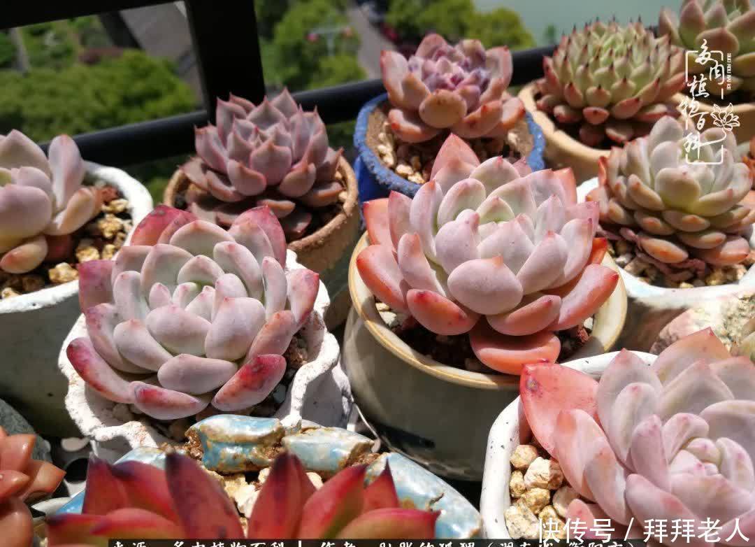 养多肉，我们到底养的是什么？