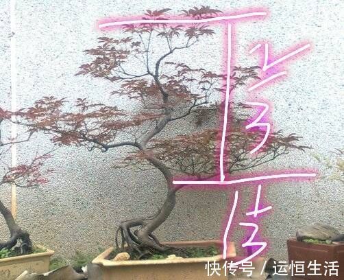 养护的红枫盆景桩头太高了怎么矮化红枫盆景控制高度的方法