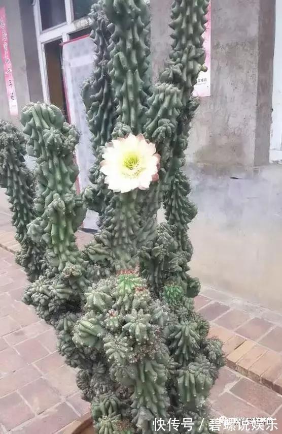 花花|20年的兰花,100年的仙人掌长什么样开眼了!