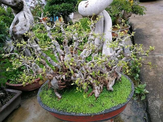 常用|榕树盆景怎么养到根冒枝壮造型美,盆景大咖常用的3种方法