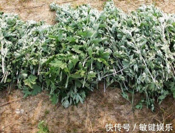 艾叶|田间没人要的野草,竟是腰间盘突出的“救命草”,三天见奇效