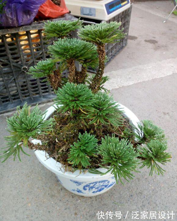 太阳花|8种“漂亮花”,堪称“不死花”,随便养一养,新芽爆满缸