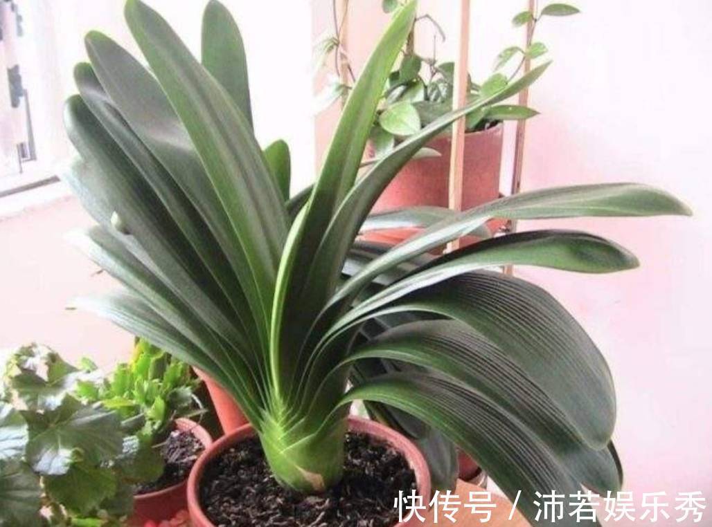 花芽|天气转凉,君子兰恢复生长,给它做好4件事,有助于开花