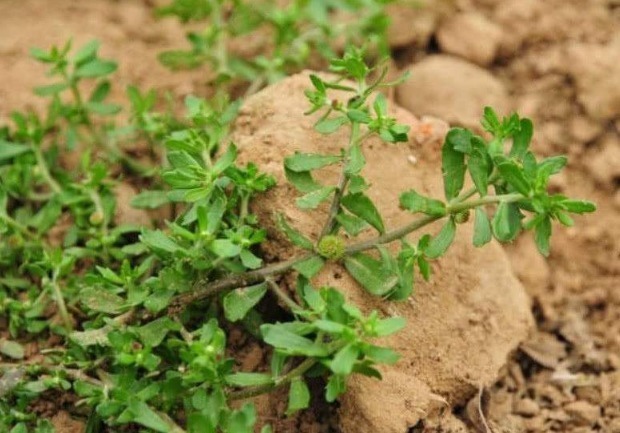 农村|鼻炎,不要命,但不是小病,1个农村野草,5分钟轻松搞定